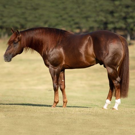 Patriot – Stallion Register Directory Aqha Stallion, Horse Portraits, Quarter Horse Stallion, Aqha Horses, Reining Horses, Quarter Horses, American Quarter Horse, Horse Portrait, Horse Owner