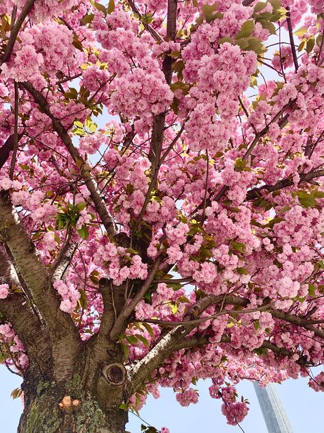 Spring trees Spring Trees, Spring Tree, Pink Trees, Trees, Plants, Pink, Design