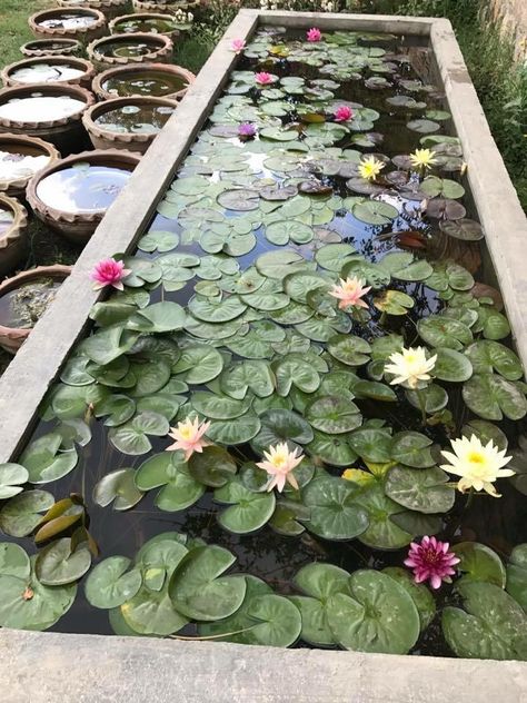 Gorgeous!  I love water lilies! Decor Garden Ideas, Container Water Gardens, Lotus Garden, Indoor Water Garden, Landscaping Ideas On A Budget, Garden Pond Design, Water Lily Pond, Budget Decor, Aesthetic Garden