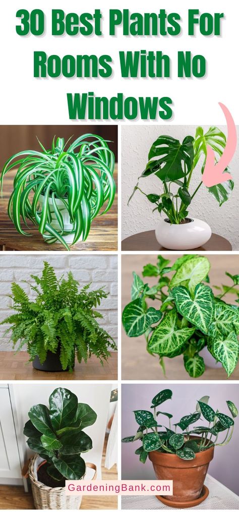 30 Best Plants For Rooms With No Windows pinterest image. How To Have A Green Thumb, Houseplant Inspiration, Beginner Plants, Inside House Plants, Easy Houseplants, Houseplant Tips, Plants For Beginners, Low Light House Plants, Indoor Plants Low Light