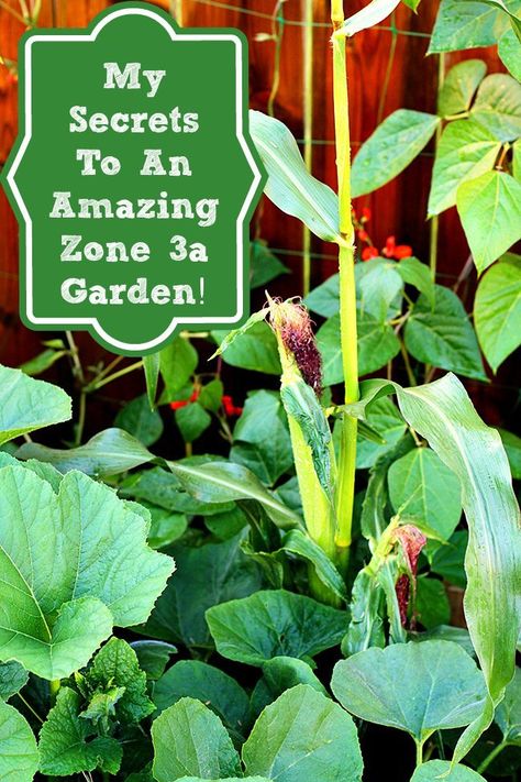 Square Foot Gardening Plans, Minnesota Garden, When To Plant Vegetables, Vegetable Garden Planner, Perennial Vegetables, Gardening Zones, Faeries Gardens, Veg Garden, Square Foot Gardening