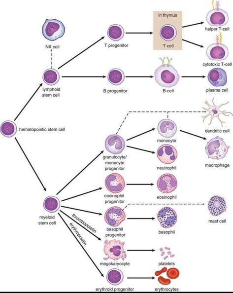 Adaptive Immunity, Innate Immunity, Medical Laboratory Science Student, Medical Lab Technician, Medical Laboratory Technician, Medical Laboratory Scientist, Medical School Life, Basic Anatomy And Physiology, Vet Medicine