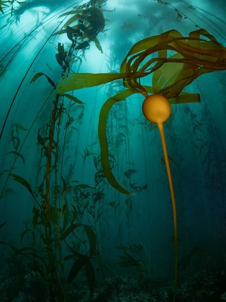 Bull Kelp, Acrylic Paint On Fabric, Seafood Art, Onwards And Upwards, Bull Whip, Sustainable Fishing, Ocean Room, Kelp Forest, Best Scuba Diving