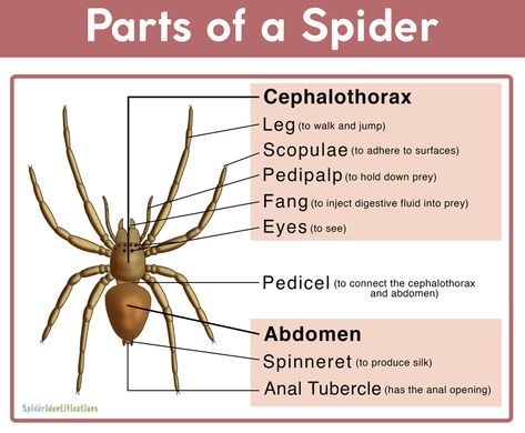 Spider Identification Chart, Spider Anatomy, Parts Of A Spider, Spider Facts, Draw A Spider, Spider Diagram, Spider Identification, Spider Fact, Types Of Spiders