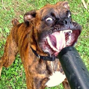 Söt Katt, Funny Animal Photos, Funny Dog Pictures, Funny Animal Jokes, 웃긴 사진, Silly Animals, Funny Animal Memes, Animal Jokes, Boxer Dogs