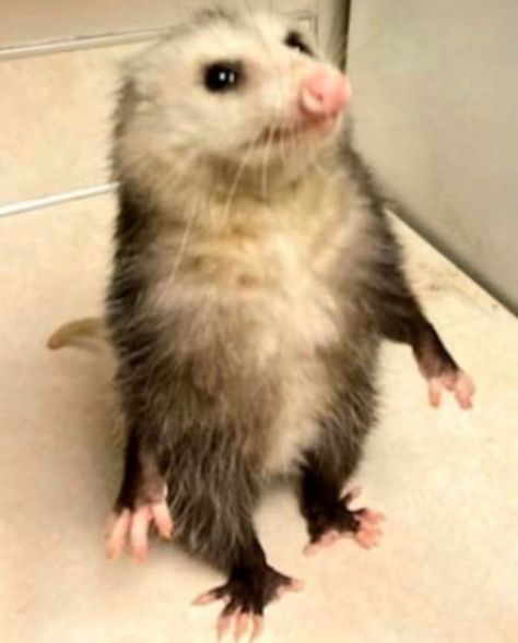 Cursed Possum Images, Cute Possums, Possum Pfp, Opossum Fursona, Possum Memes, Possum Funny, Cute Possum, Baby Possum, Awesome Possum