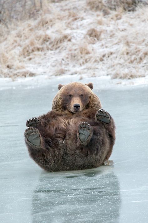 Daily Stretches, Toe Beans, Bear Bear, Bear Pictures, Pretty Animals, Silly Animals, Cute Wild Animals, Cute Animal Photos, Funny Animal Memes