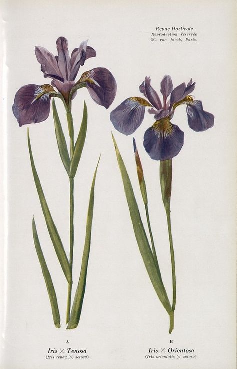 Photos Muscari Flower Drawing, Iris Drawing, Iris Flower Tattoo, Illustration Botanique, Iris Flower, Botanical Illustrations, Arte Inspo, Wild Plants, Iris Flowers