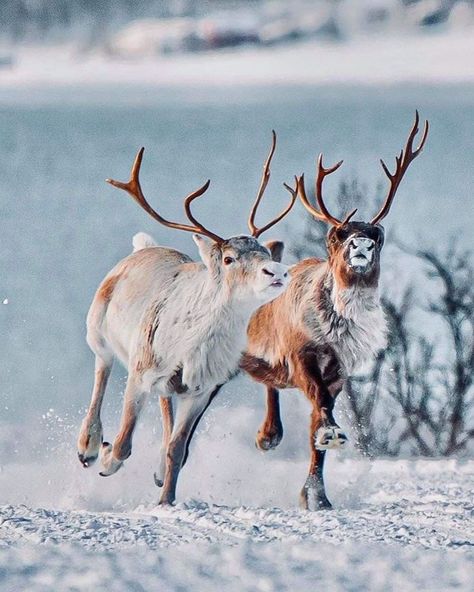 Reindeers Aesthetic, Winter Animal Photography, Reindeer Aesthetic, Reindeer Photography, Reindeer Pictures, Reindeer In Snow, Winter Creatures, Winter Wildlife, Snow Animals