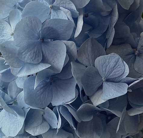 Blue Hydrangeas Aesthetic, Dusty Blue Asthetics, Blue Hydrangea Aesthetic, Blue Lovecore, Dusty Blue Aesthetic, Blue Flower Aesthetic, Blue Flowers Aesthetic, Hydrangea Aesthetic, Blue Flower Pictures