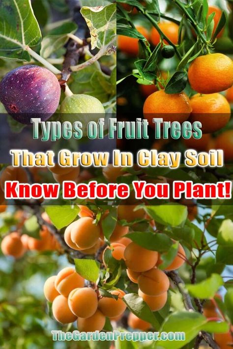 Fruit Trees That Grow In Shade, Fruit Trees From Seed, Trees That Grow In Clay Soil, Self Pollinating Fruit Trees, When To Fertilize Fruit Trees, Soil Amendments For Clay Soil, Apple Tree Care, Planting Fruit Trees, Apricot Tree