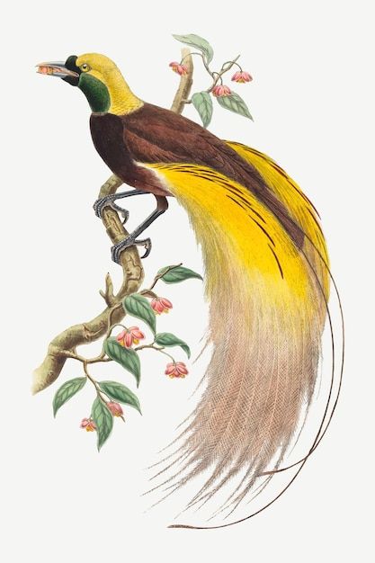 Bird of paradise vector animal art print... | Free Vector #Freepik #freevector #vintage-bird #vintage-illustration #illustration-art #vintage-animal Greater Bird Of Paradise, John Gould, Tropical Wall Art, Antique Illustration, Bird Wall Art, National Gallery Of Art, Bird Of Paradise, Plant Illustration, Bird Illustration