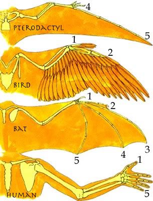 This site presents the idea that birds developed from flying pterosaurs. This is a credible alternative to the current, mainstream idea that birds developed from land-based dinosaurs. Wing Anatomy, Wings Inspiration, Bird People, Wings Drawing, Bird Wings, Anatomy Drawing, Anatomy Reference, Drawing Reference Poses, Art Stuff