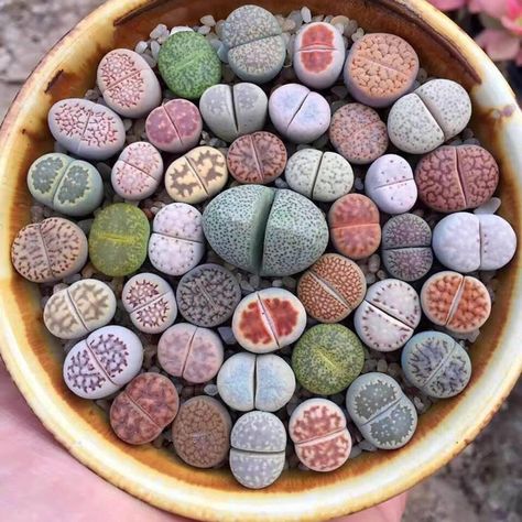 You Can Get Succulent Plants That Look Just Like Rocks In Your Garden And I Am Obsessed Thirsty Animals, Living Stone Plant, Lithops Succulents, Kaktus Dan Sukulen, Living Stones, African Plants, Stone Plant, Succulent Seeds, Succulent Gardening