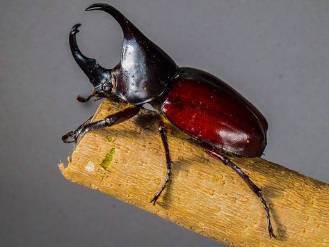 Japanese Rhinoceros Beetle, Wasp Insect, Rhinoceros Beetle, Macro Photography Insects, Rhino Beetle, Leaf Beetle, Japanese Beetles, Beetle Insect, Arthropods