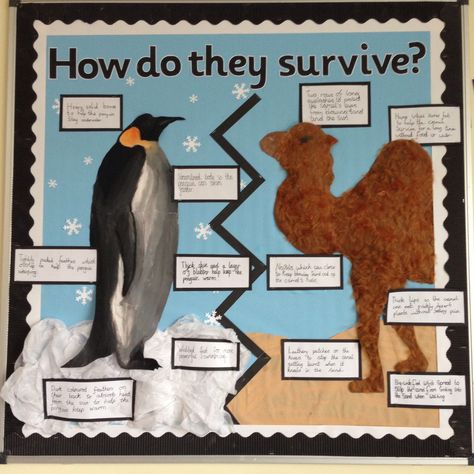 Animal adaptation science display Animal Adaptations Activities, Adaptations Science, Adaptations Activities, Animal Adaptation, Science Display, Sixth Grade Science, Carnival Of The Animals, Animal Adaptations, Class Displays