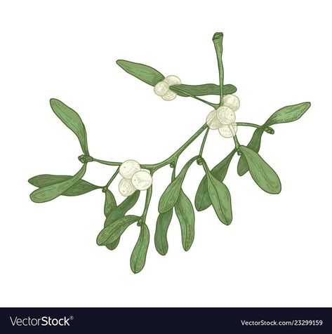 Mistletoe Tattoo, Mistletoe Drawing, Mistletoe Plant, Christmas Botanicals, Draw Plants, Snow Plant, Christmas Bottles, How To Make Gin, Botanical Vector