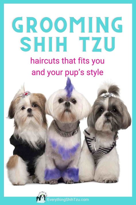 Shih Tzu With Mohawk, Shitzu Haircuts, Shih Tzu Hair Styles, Dog Grooming Shih Tzu, Shih Tzu Puppy Cut, Shih Tzu Haircuts, Dog Hair Removal, Detailing Car, Hypoallergenic Dog Breed