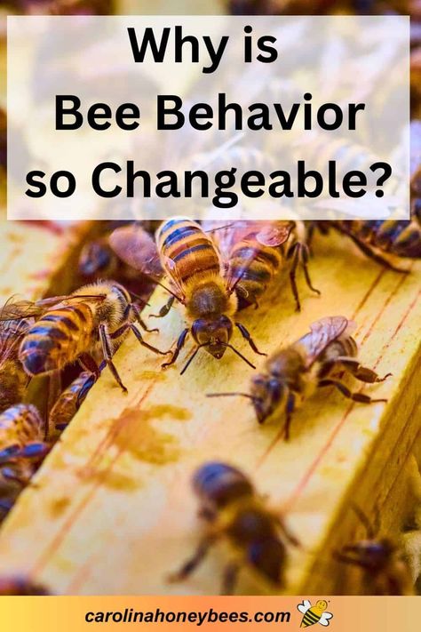 Honey Bee Behavior Honey Bees Keeping, The Secret Life Of Bees, Bee Farming, All About Bees, Keeping Bees, Worker Bee, Backyard Beekeeping, Homesteading Diy, Ideas For Backyard