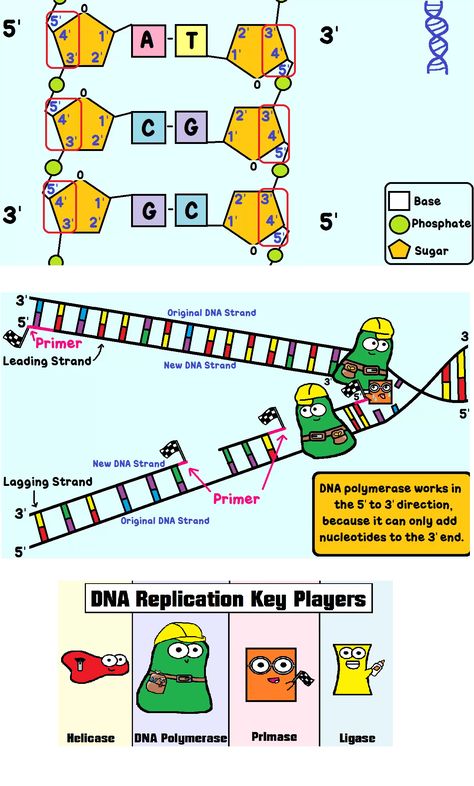 Dna Replication Model Project Biology, Dna Replication Project, Dna Replication Diagram, Dna Replication Notes, Replication Of Dna, Dna Replication Model, Biology Activities High School, Dna E Rna, Biology Games