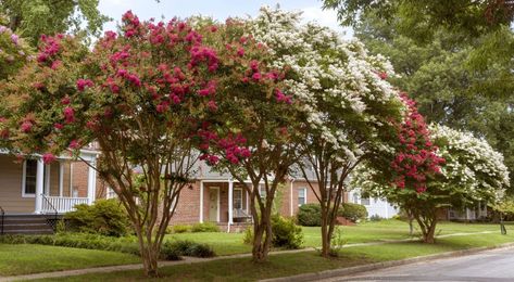 So, here you are. You LOVE Crape Myrtles! We do too! But what now? What size? What color? What type? This article will point you in the right direction when picking out a Crape Myrtle of your very own. The most important deciding factor will be size. We carry dwarf all the way to large varieties, so you have options to choose from for a small or large space. Cold Hardy Palm Trees, Arbutus Unedo, Crepe Myrtle Trees, Crepe Myrtles, Florida Trees, Magnolia Stellata, Albizia Julibrissin, Arborvitae Tree, Growing Trees