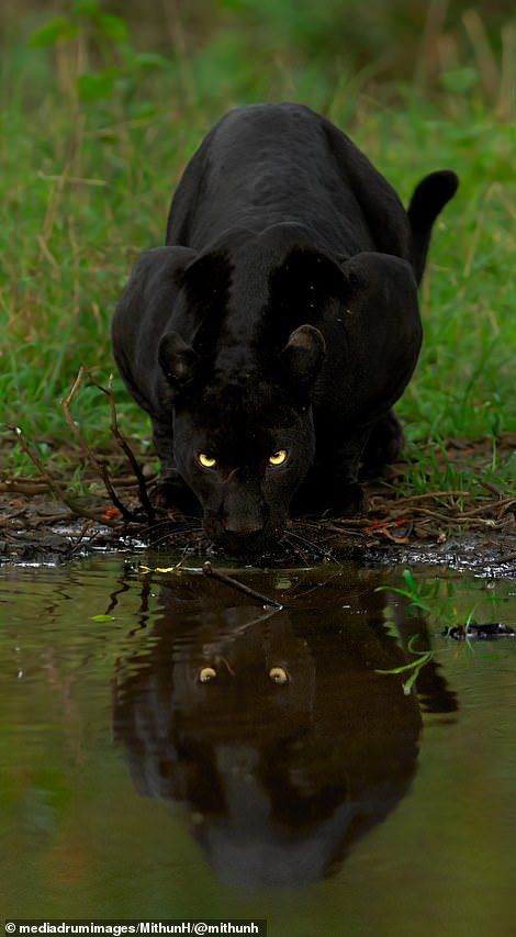 Black Jaguar Animal, Black Panther Cat, Panther Cat, Jaguar Animal, Black Jaguar, Exotic Cats, Pretty Animals, Black Animals, Wildlife Animals