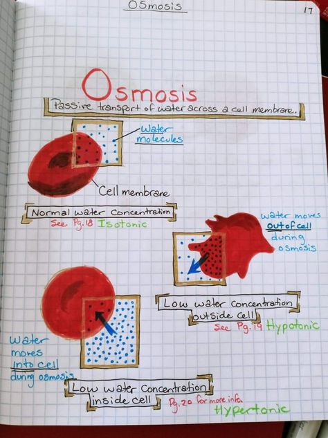 Osmosis Notes Biology, Osmosis And Diffusion Notes, Osmosis Biology, Osmosis Notes, Cell Biology Notes, Igcse Biology, Bio Notes, Biochemistry Notes, Learn Biology