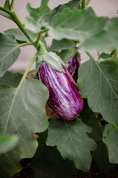 Eggplant Companion Plants, Carrot Companion Plants, Propagate Basil, Growing Eggplant, Green Bean Seeds, Eggplant Seeds, Growing Cilantro, Growing Mint, Bush Beans