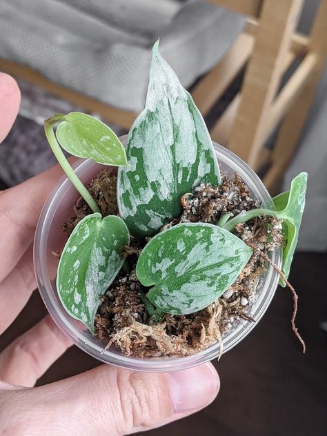 Learn how to make a plant propagation box to create a little greenhouse that's perfect for creating the conditions necessary to root plants. Root Plants, Scindapsus Pictus, Small Plastic Containers, Salad Container, Plant Mama, Rooting Hormone, Plant Propagation, Small Greenhouse, Philodendron Monstera