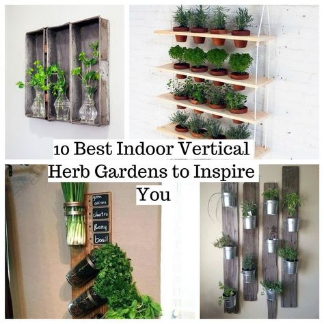 Herbs Yard String Lights, Indoor Herb Garden Ideas, Vertical Herb Gardens, Herb Garden Wall, Herb Garden Ideas, Indoor Grow Lights, Small Herb Gardens, Outdoor Herb Garden, Flowering Succulents