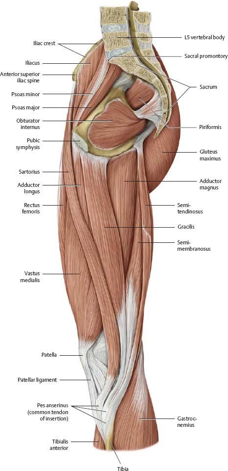 Hip Muscles Anatomy, Muscles Of The Leg, Leg Muscles Anatomy, Hip Anatomy, Leg Anatomy, Human Muscle Anatomy, Gross Anatomy, Basic Anatomy And Physiology, Brain Anatomy