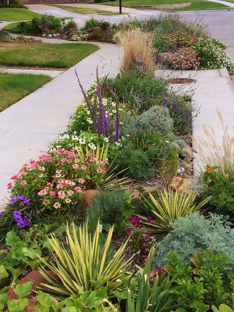 My parkway sidewalk garden Turks Cap Landscape, Boulevard Planting, Parkway Landscaping, Curbside Garden, Boulevard Garden, Sidewalk Garden, Street Sidewalk, Traditional Landscaping, Sidewalk Landscaping