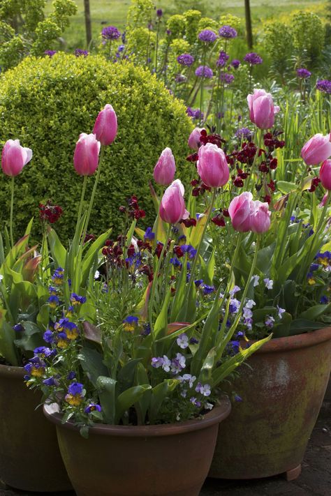 How To Plant Bulbs, When To Plant Bulbs, Bulbs In Pots, When To Plant Tulips, Planting Tulip Bulbs, Planting Bulbs In Spring, Planting Combinations, Plant Bulbs, Summer Bulbs