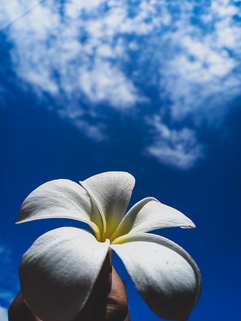 #Plumeria #Chafa #Champa #Chafo #Skyra #Bluesky #SunnyDay #Goa #Goanlife Chafa Flower Photography, Chafa Flower, Champa Flower, Flower Close Up, Happy Janmashtami, Snapchat Picture, Flower Photography, Photography Wallpaper, Goa