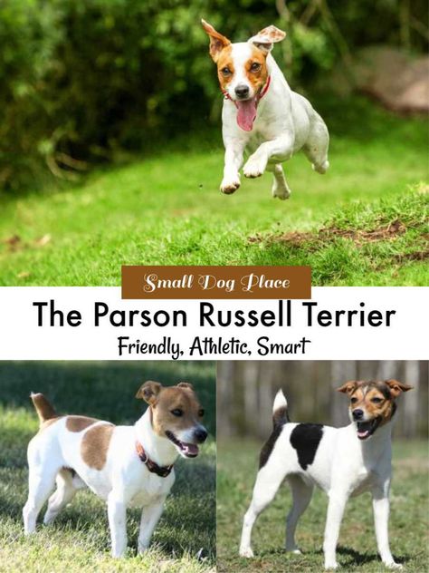 Find out all you need to know about the Parson Russell Terrier at Small Dog Place Russell Terrier Dog, Parson Russell Terrier Puppy, Parson Jack Russell, Parson Russell Terrier, Jack Russell Dogs, Terrier Breeds, Puppy Stuff, Breed Dogs, Live Wire