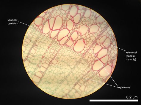 Lateral Meristem - https://biologydictionary.net/lateral-meristem/ Meristematic Tissue, Cell Definition, Plant Cell Structure, Tissue Biology, Plant Tissue, Cell Structure, Cell Biology, Plant Cell, Dead Cells