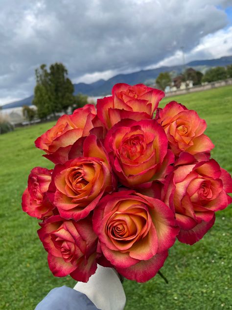 Rose grower
Colors
Farm Standard Roses, Ecuadorian Roses, Vase Ideas, Garden Rose, Bouquet Ideas, Spray Roses, Garden Roses, Rose Garden, Flower Vase