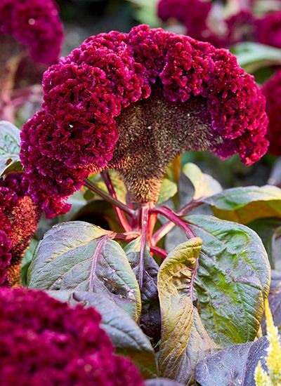 Coxcomb Flower, Celosia Arrangement, Celosia Flower Landscaping, Celosia Spicata, Cockscomb Flower Garden, Dragons Breath Celosia, Flamingo Celosia, Dracula Celosia, Celosia Cristata