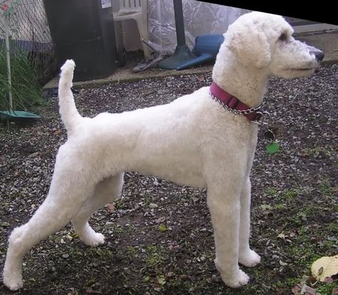 Labradoodle Haircuts, Labradoodle Cuts, Standard Poodle Cuts, Poodles Standard, Standard Poodle Haircuts, Toy Poodle Haircut, Poodle Haircuts, Poodle Haircut Styles, Poodle Hair