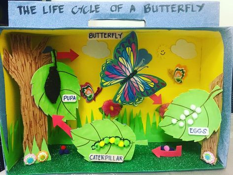 The Life Cycle of a BUTTERFLY 🦋 #parentofapreschooler #projects #homework #lifecycleofabutterfly #diorama #ideas #pinterest #instagram… Butterfly Life Cycle Project, Butterfly Life Cycle Preschool, Butterfly Crafts Preschool, Life Cycles Preschool, Butterfly Life Cycle Activity, Butterfly Life Cycle Craft, Life Cycle Of A Butterfly, Cycle Of A Butterfly, Butterfly Science