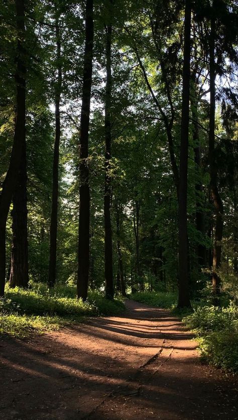 Walk In Forest Aesthetic, Outdoor Walks Aesthetic, Dark Spring Aesthetic, 2025vision Board, Night Walking Aesthetic, Spain Aesthetic, 75 Medium, Harry Styles Poster, Forest Scenery