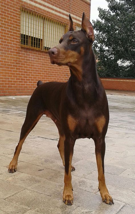 American Doberman, Brown Doberman, Doberman Mix, Doberman Love, Doberman Pinscher Dog, Doberman Puppy, Doberman Dogs, Dream Dog, Pretty Dogs