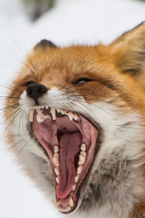 𝕴𝖈𝖊𝖑𝖆𝖓𝖉 𝕱𝖔𝖝 Fox Reference, Vulpes Vulpes, Fantastic Fox, Fabulous Fox, Animal Study, Animal References, Big Mouth, Wild Dogs, Fox Art