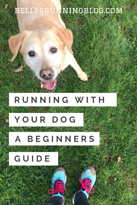 Want to run with your dog but not sure where to start?  This beginners guide to running with your dog will have all of the answers that you'll need to start running with your pooch whether you're interested in taking up Canicross or just run with your pup for fun. Before you start running with your dog, make sure you read these tips on how to get started #canicross #runwithyourdog Dog Training School, Dog Run, Tips For Running, Running Plan, Animal Supplies, Start Running, Small Animal Supplies, Running For Beginners, Dog Runs