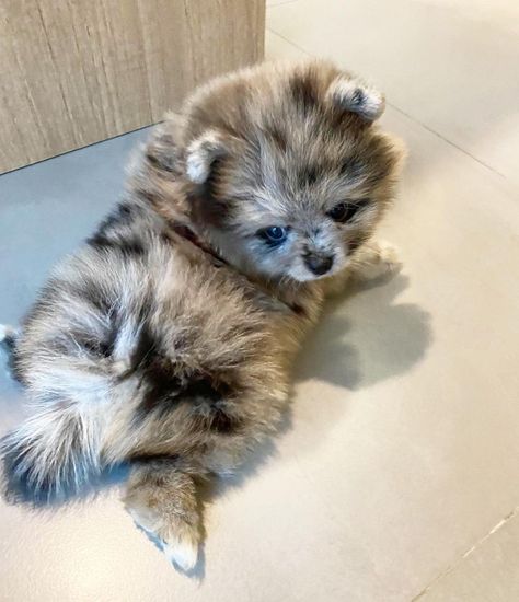 Pomeranian Puppies For Sale | Portland, OR Chocolate Merle Pomeranian, Merle Pomeranian Puppy, Merle Pomeranian, Pomeranian Mom, Pomeranian Breed, Pomeranian Puppies For Sale, Pom Mom, Pomeranian Puppy For Sale, Cute Pomeranian