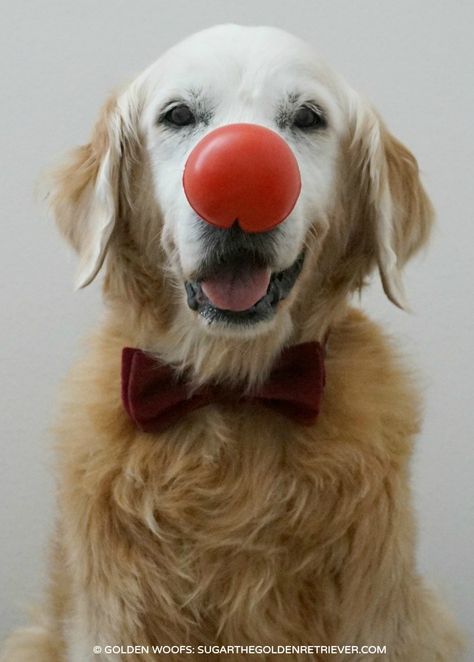 Red Nose Day Search And Rescue Dogs, Apartment Dogs, Golden Retriever Funny, Red Nose Day, European Castles, Puppy Paws, Dog Health Care, Dog Adventure, Bird Dogs