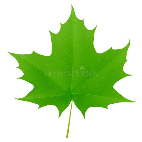 Green maple leaf isolated on white background. Vector eps10 illustration , #AFF, #leaf, #isolated, #Green, #maple, #white #ad Green Maple Leaf, School Objects, Plant Style, Mini Doodle, Leaf Images, Leaf Green, Stock Pictures, Maple Leaf, Flyer Design