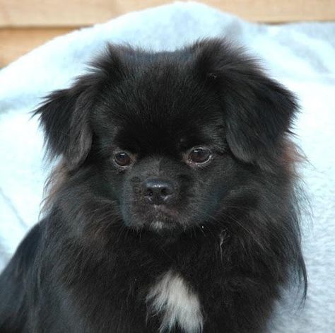 Tamaskan Dog Black, Tibetan Mastif, Black Cantonese Bear Dog, Comic Tattoo, Tibetan Spaniel, King Charles Cavalier Spaniel Black & Tan, Tibetan Mastiff, Cute Small Animals, Spaniel Puppies