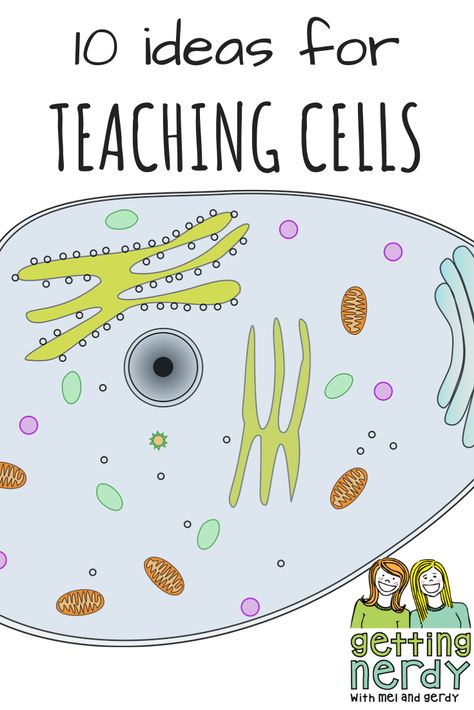 Cells Biology, Teaching Cells, Homeschool Science Lessons, Biology For Kids, Biology Experiments, Sixth Grade Science, Science Cells, Life Science Activities, High School Science Teacher