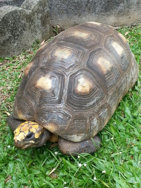 Geochelone carbonara Red-foot tortoise Old Tortoise, Red Footed Tortoise, Tortoise Turtle, Sea Turtles, Sea Turtle, Reptiles, Tortoise, Animals, Quick Saves